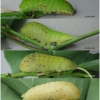 iph podalirius larva5 volg3
